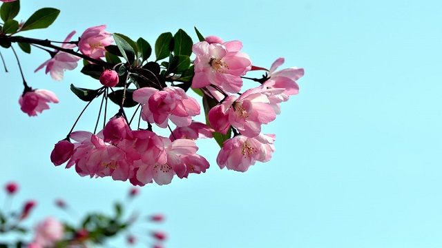 为什么说海棠花不吉利 为什么说海棠花不吉利