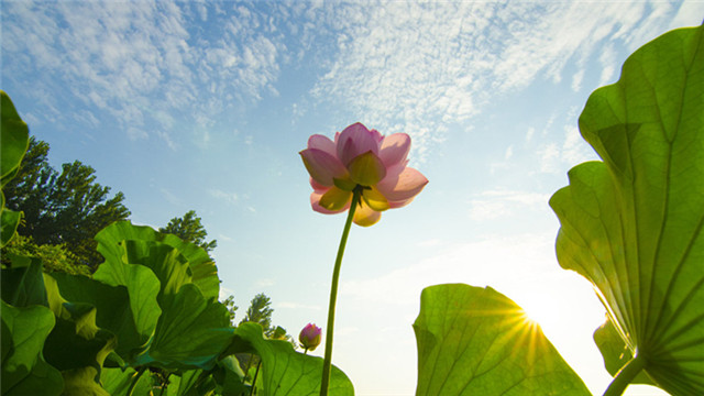 莲花代表什么象征意义 莲花代表什么象征意义