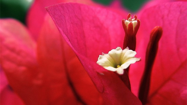 叶子花和光叶子花的区别 叶子花和光叶子花的区别