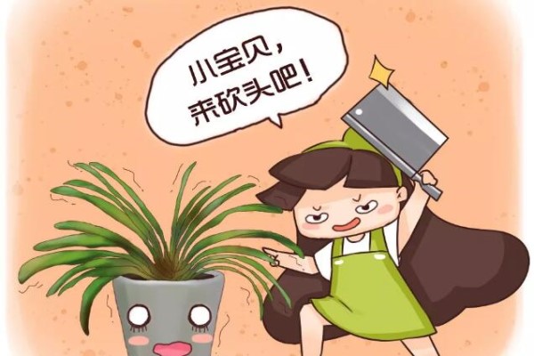 君子兰砍1刀,10天冒出6个芽,变成群兰盆都塞不下! 君子兰砍1刀,10天冒出6个芽,变成群兰盆都塞不下!