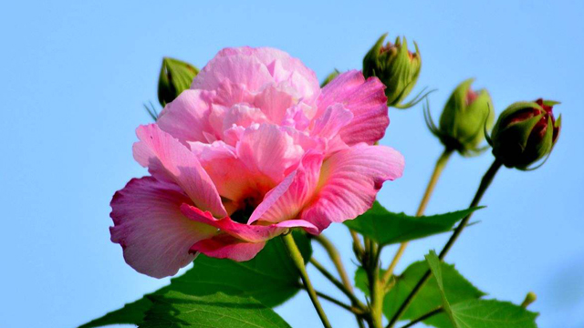芙蓉花怎么养 芙蓉花怎么养
