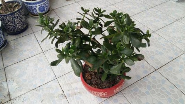 燕子掌有毒吗 燕子掌有毒吗