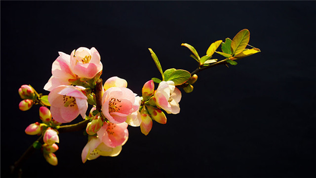 海棠花的花语是什么 海棠花的花语是什么