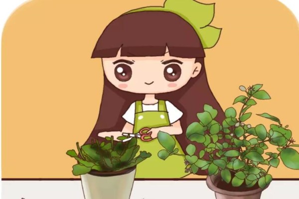 茉莉长寿…抓紧狠心剪,再晚几天花都不开了! 茉莉长寿…抓紧狠心剪,再晚几天花都不开了!