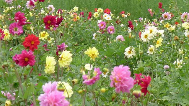 大丽花怎么种 大丽花怎么种