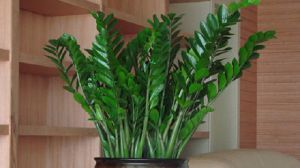 金钱树的繁殖方法