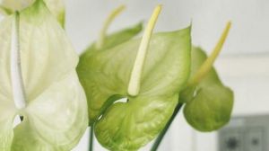 白掌的花为什么会变绿