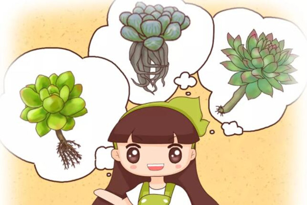 烂根的多肉君子兰,随手扔水里,竟然长疯了! 烂根的多肉君子兰,随手扔水里,竟然长疯了!