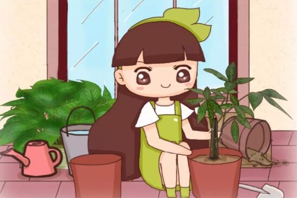 绿萝发财树…现在是最佳换盆期,再晚秋天都熬不过! 绿萝发财树…现在是最佳换盆期,再晚秋天都熬不过!