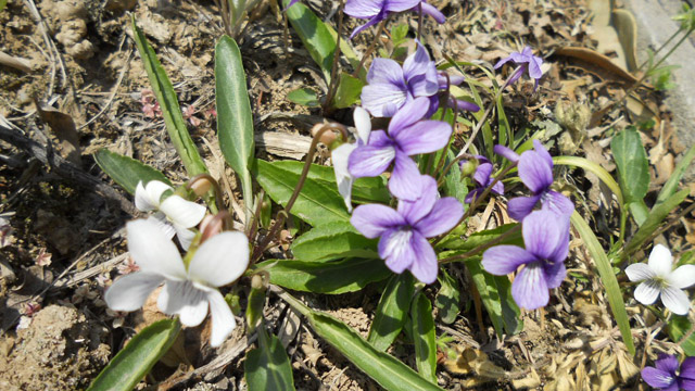 白花地丁和紫花地丁的区别 花百科