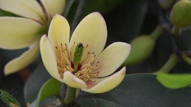 含笑的盆栽方法 含笑的盆栽方法