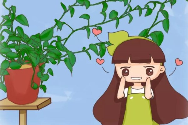 绿萝有个“小机关”,打开它,俩月疯长1米! 绿萝有个“小机关”,打开它,俩月疯长1米!