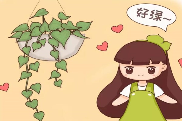 快死的绿萝别扔,咔嚓一剪刀,1个月后再次绿油油! 快死的绿萝别扔,咔嚓一剪刀,1个月后再次绿油油!