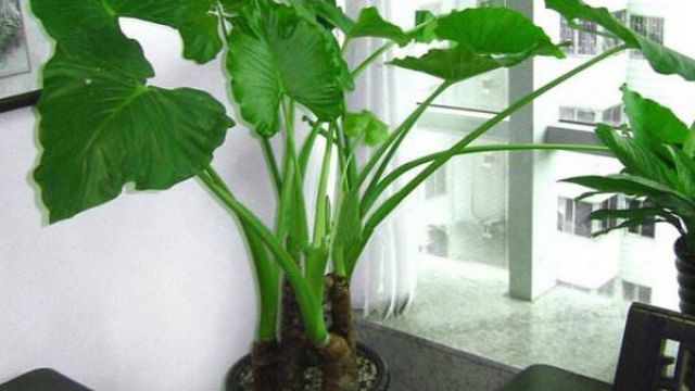 滴水观音如何浇水 滴水观音如何浇水