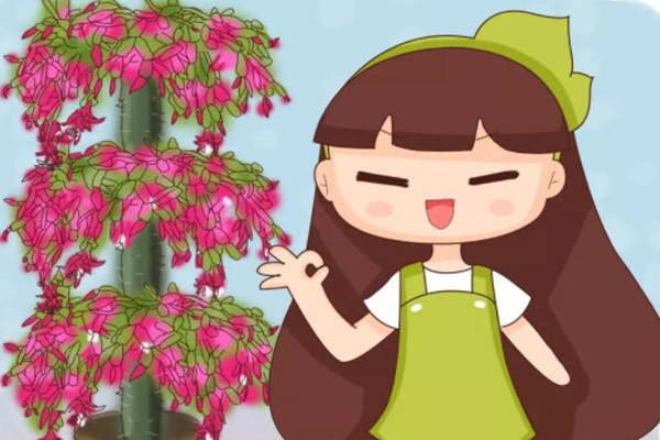 蟹爪兰朱顶红……一年开花3、4次,咋做到的? 蟹爪兰朱顶红……一年开花3、4次,咋做到的?