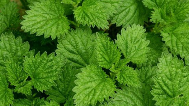 薄荷怎样施肥 薄荷怎样施肥
