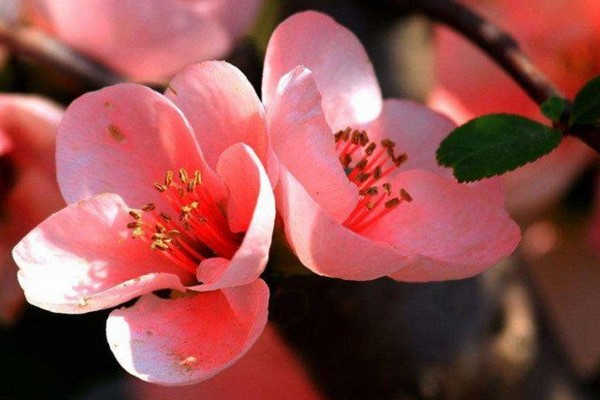 海棠花的施肥方法 海棠花的施肥方法