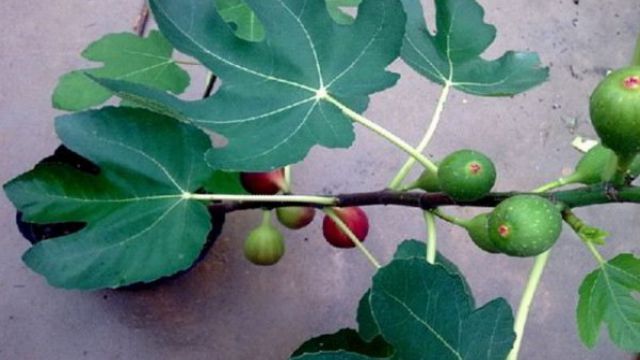 盆栽无花果怎么进行修剪 盆栽无花果怎么进行修剪