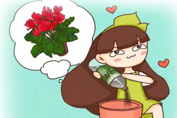 长寿君子兰...秋天加点它,叶子肥的直流油,花苞开的止不住! 长寿君子兰...秋天加点它,叶子肥的直流油,花苞开的止不住!