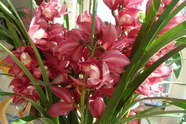 这种兰花“开的旺”,开花的时候想不“爆盆”都难,特好看 这种兰花“开的旺”,开花的时候想不“爆盆”都难,特好看