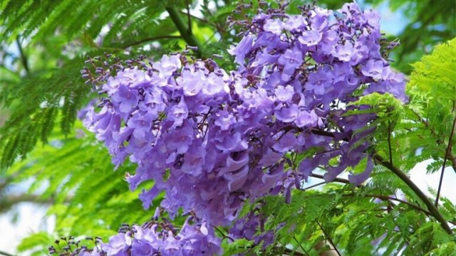 蓝花楹的花语 蓝花楹的花语