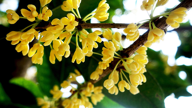 桂花怎么换盆 桂花怎么换盆