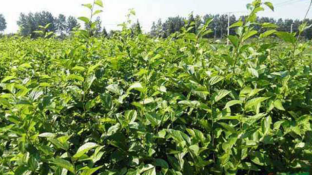 朴树怎么繁殖，朴树繁殖流程介绍