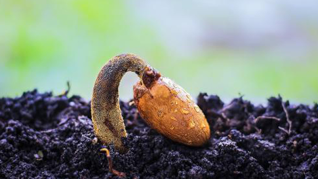 榴莲种子怎么种- 花百科