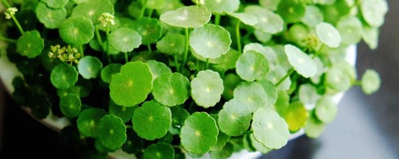 铜钱草开花吗 铜钱草开花吗