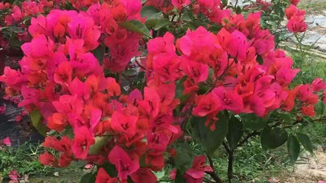 “三角梅”不开花可急死人,急着羡慕别人,不如让它多晒晒太阳 “三角梅”不开花可急死人,急着羡慕别人,不如让它多晒晒太阳