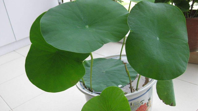 碗莲怎么种 碗莲怎么种