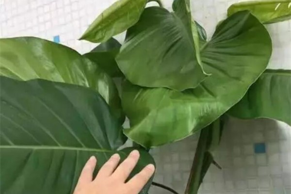 绿萝一碰塑料瓶,根系蹭蹭冒,叶子比巴掌还大! 绿萝一碰塑料瓶,根系蹭蹭冒,叶子比巴掌还大!