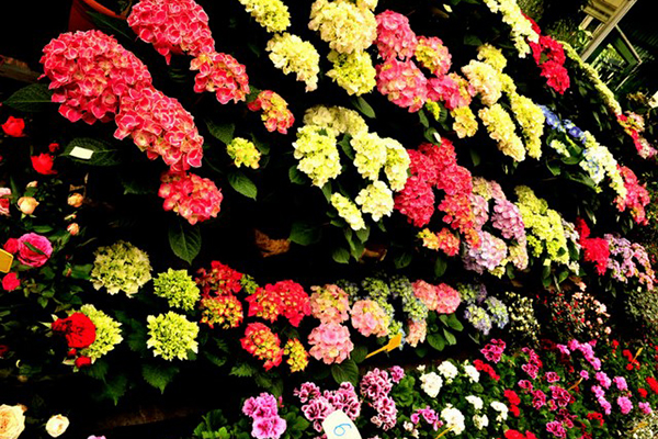 杜鹃花“掉叶”怎么办?做好这5点,盆盆开花满枝头! 杜鹃花“掉叶”怎么办?做好这5点,盆盆开花满枝头!