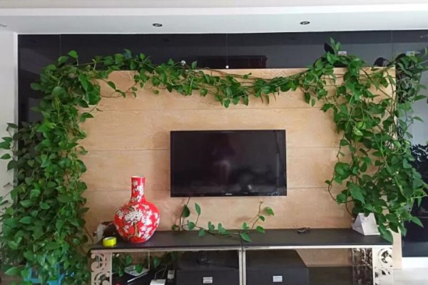 1瓢水1根绳,绿萝养成电视墙,亲朋好友谁见谁夸! 1瓢水1根绳,绿萝养成电视墙,亲朋好友谁见谁夸!