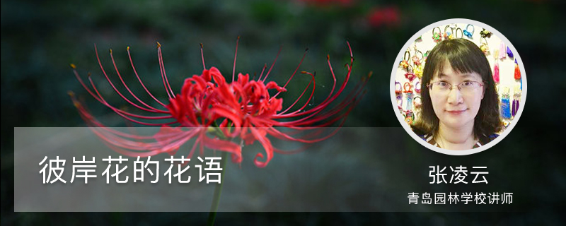 彼岸花的花语 彼岸花的花语