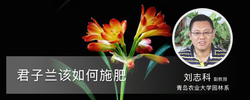 君子兰该如何施肥 君子兰该如何施肥