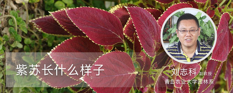 紫苏长什么样子 紫苏长什么样子