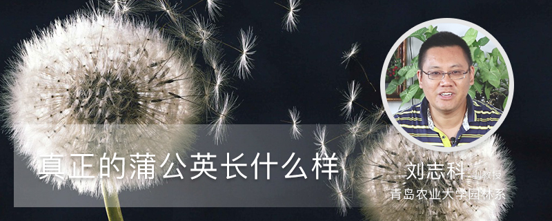 真正的蒲公英长什么样 真正的蒲公英长什么样