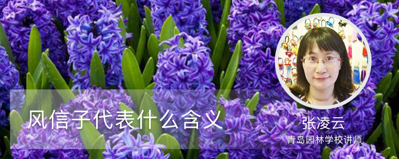 风信子代表什么含义 风信子代表什么含义