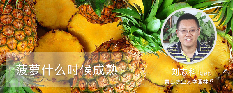 菠萝什么时候成熟 菠萝什么时候成熟
