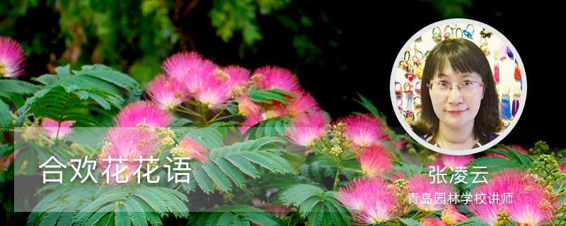 合欢花花语 合欢花花语