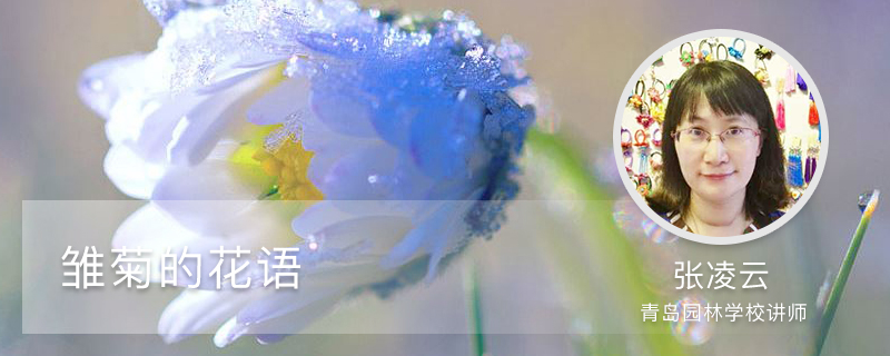 雏菊的花语 雏菊的花语