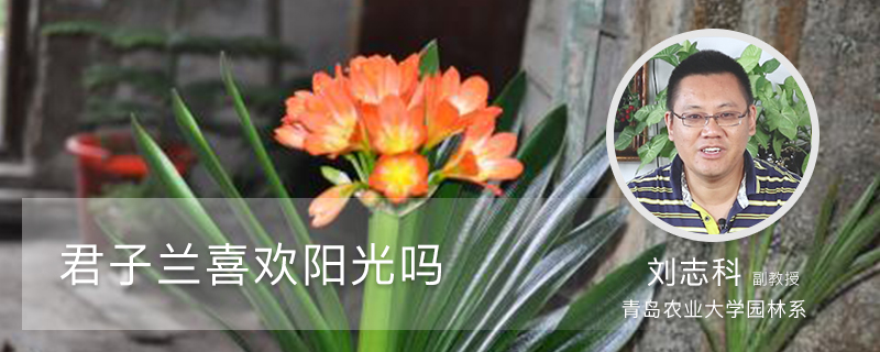 君子兰喜欢阳光吗 君子兰喜欢阳光吗