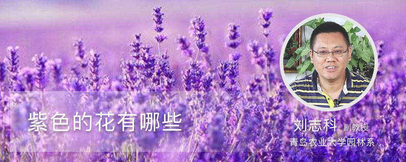 紫色的花有哪些 花百科