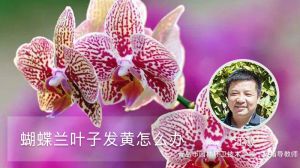 蝴蝶兰叶子发黄怎么办