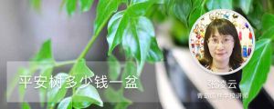 平安树多少钱一盆