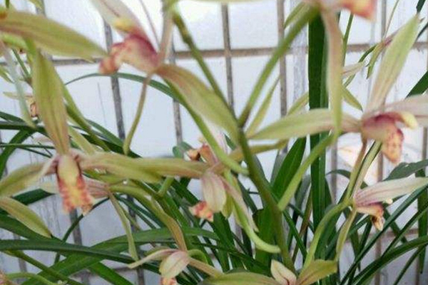 “兰花”盆里加点“粪”,不愁兰花不开花,叶子嫩芽长不断! “兰花”盆里加点“粪”,不愁兰花不开花,叶子嫩芽长不断!