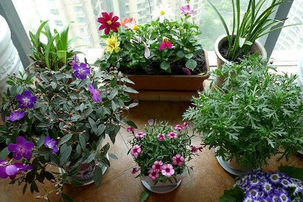一根枝条,一个花盆,在家自己种桂花,不花钱也能嗅花香 一根枝条,一个花盆,在家自己种桂花,不花钱也能嗅花香