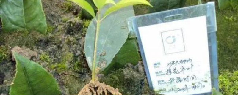 怎样提高花卉的扦插成活率 怎样提高花卉的扦插成活率