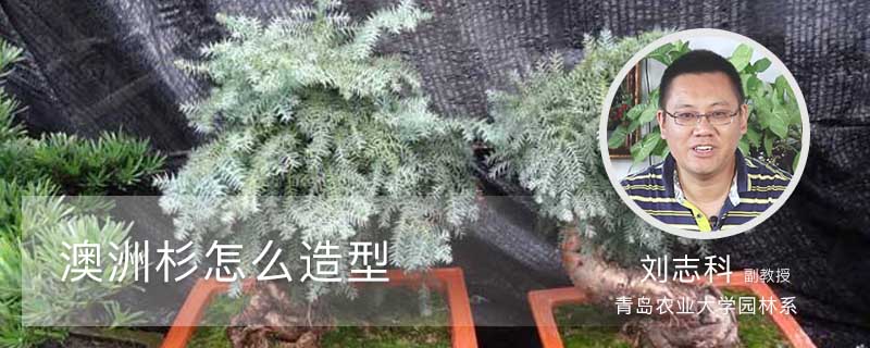 澳洲杉怎么造型 澳洲杉怎么造型